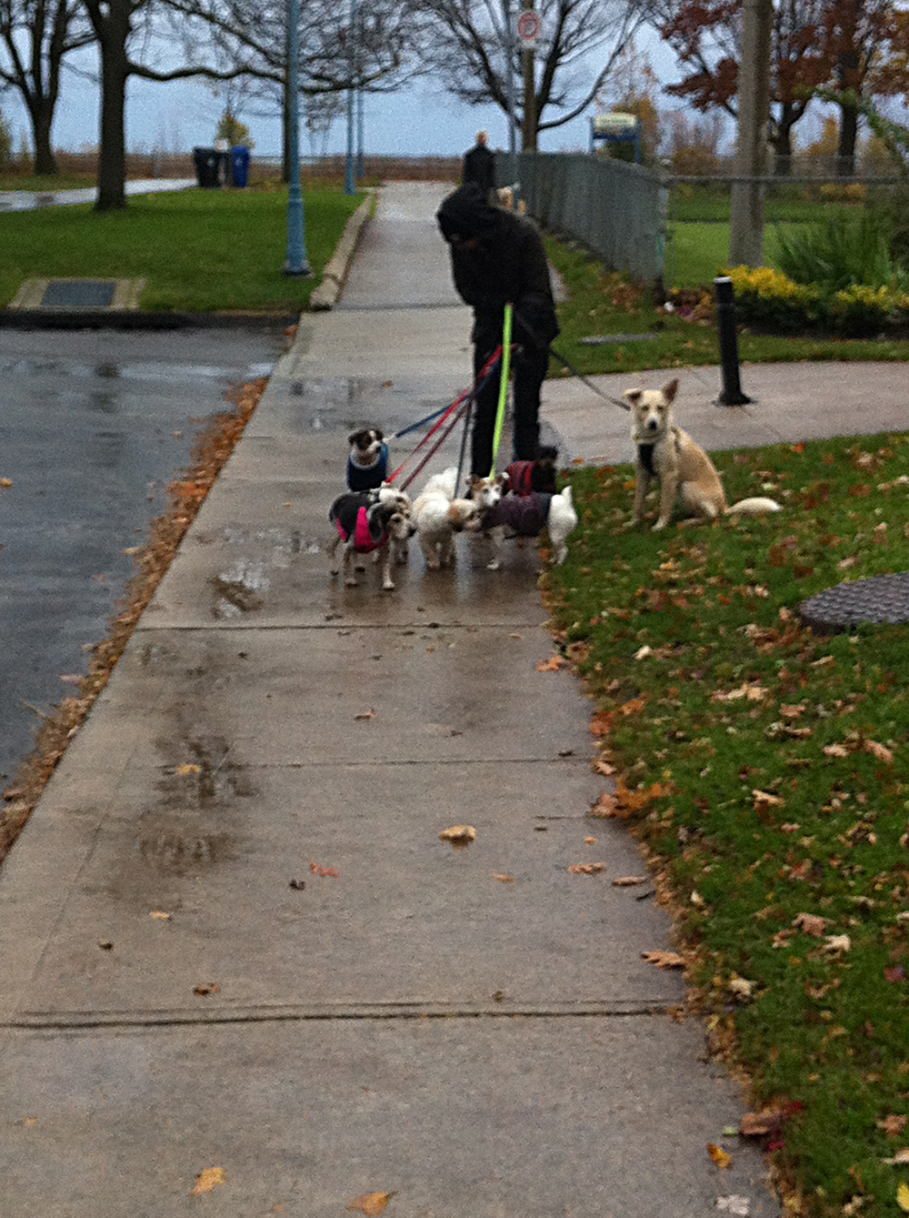 Toronto Dog Walkers, Hogtown Dogtown