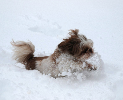 Toronto Dog Walkers, Hogtown Dogtown