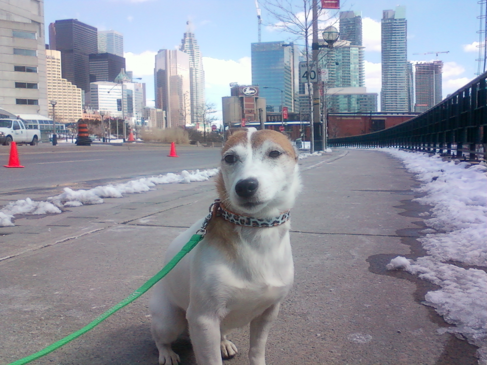 Toronto Dog Walkers, Hogtown Dogtown