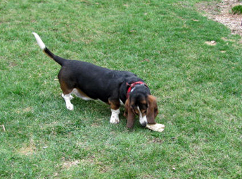 Toronto Dog Walkers, Hogtown Dogtown