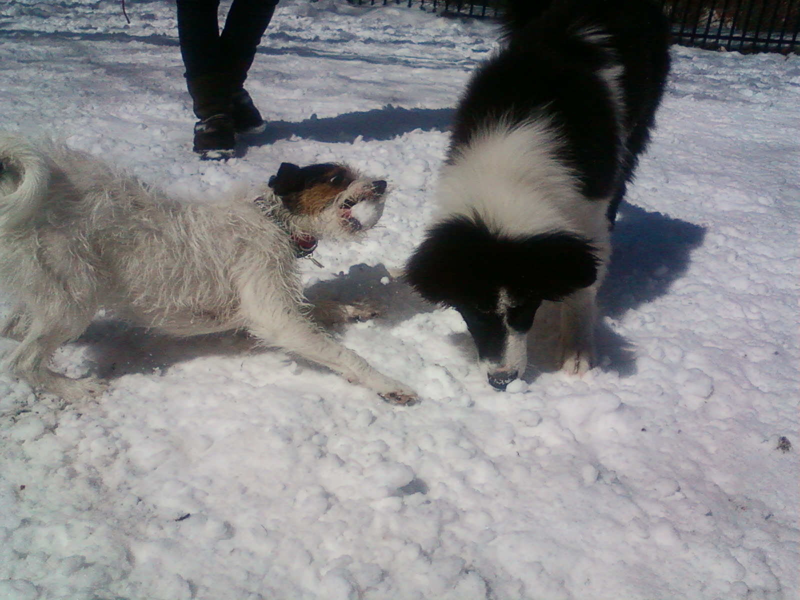 Toronto Dog Walkers, Hogtown Dogtown