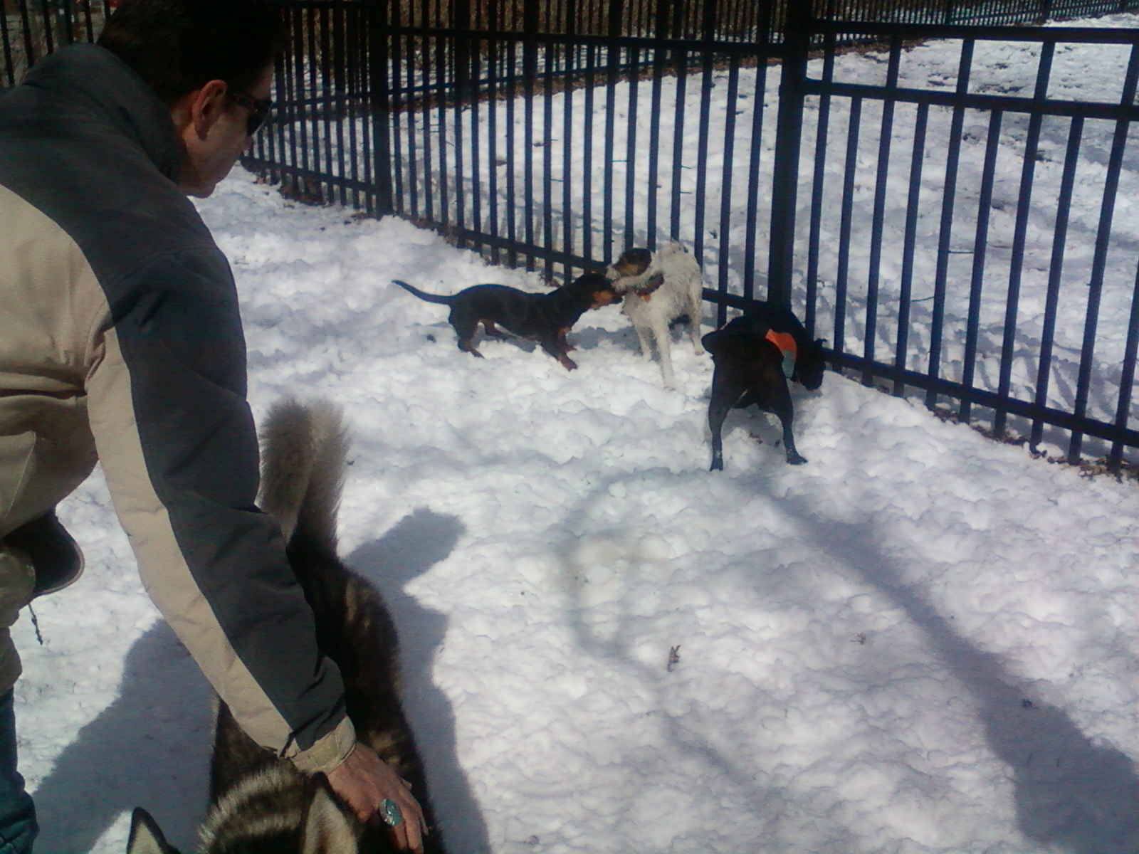 Toronto Dog Walkers, Hogtown Dogtown