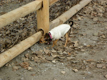 Toronto Dog Walkers, Hogtown Dogtown