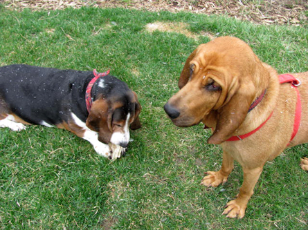 Toronto Dog Walkers, Hogtown Dogtown