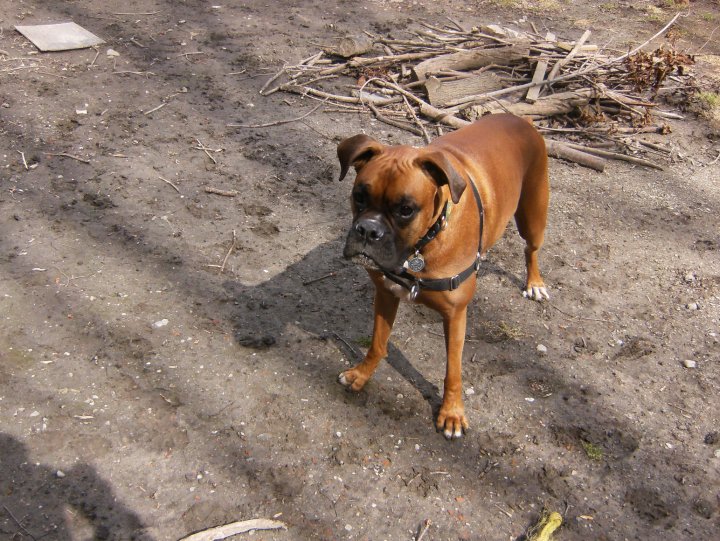 Toronto Dog Walkers, Hogtown Dogtown