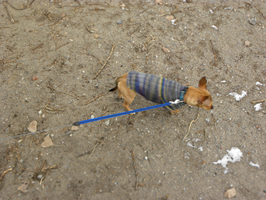 Toronto Dog Walkers, Hogtown Dogtown